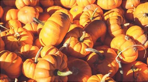 Unlocking the Potency of Pumpkins: Harnessing their Magical Healing Properties
